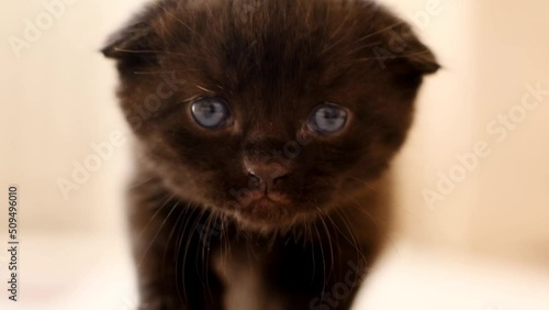 Kitten meows.Meowing of a little kitten. domestic kitten.Pet. Black British lopeared kitten meows in a bright room. 4k footage photo