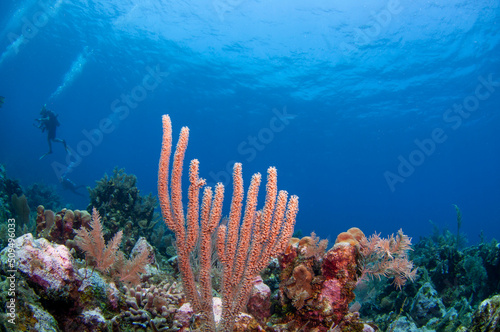 Roatan Reef (4)
