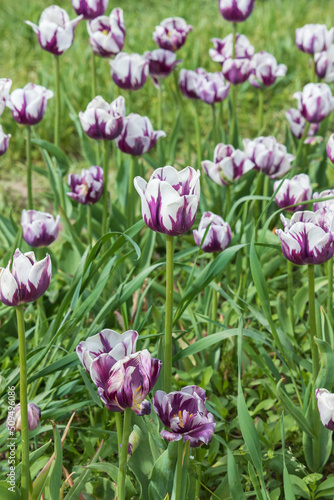 Purple tulips with white edges in a field