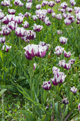 Purple tulips with white edges in a field