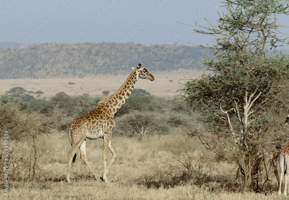 Obraz premium giraffe in the savannah