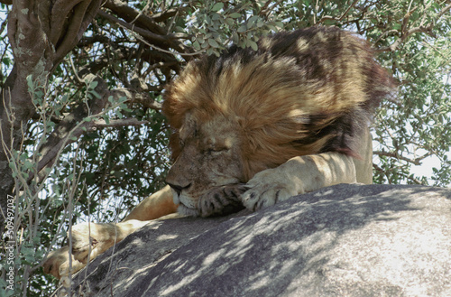lion sitting on a rock 