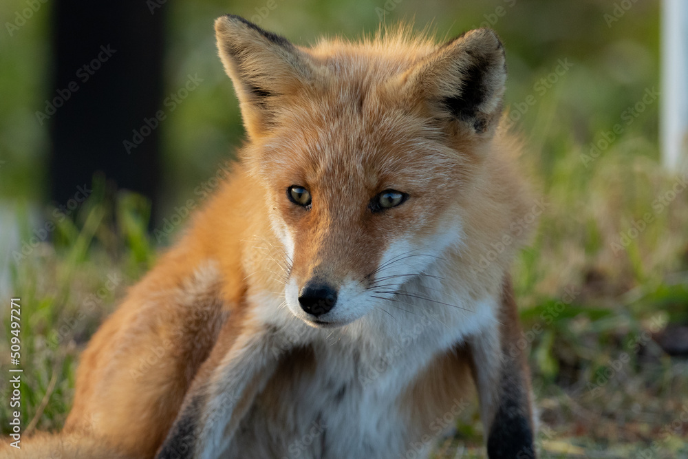 Fototapeta premium キタキツネのポートレート