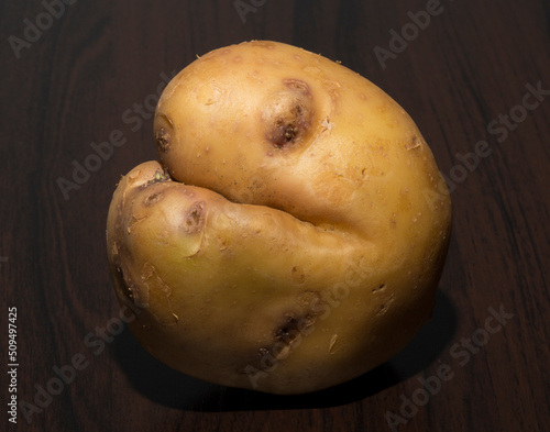 Obraz na plátne The potatoes are oddly shaped. An ugly root vegetable.