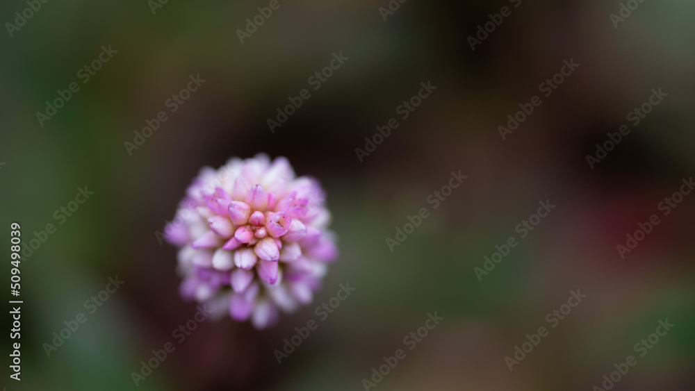 ネギの花に似たピンクと白の小さな花弁が集まった花のマクロ ネギの花に似たピンクと白の小さな花弁が集まった花のマクロ