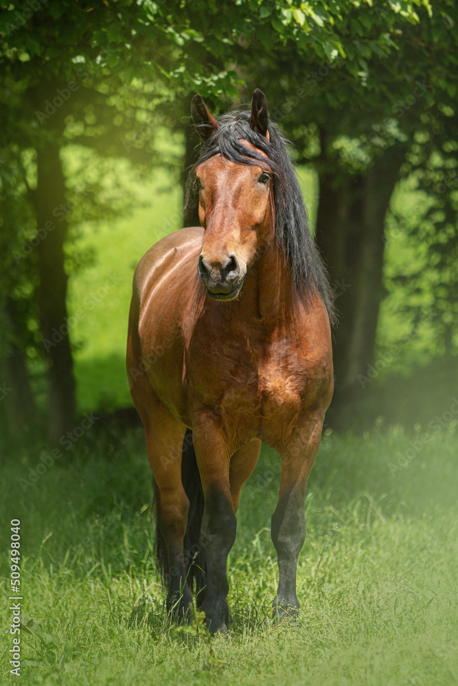 Portrait of a bay south german draft horse on a pasture in summer outdoors Portrait of a bay south german draft horse on a pasture in summer outdoors