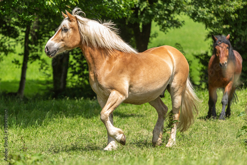 Portrait of a pretty haflinger horse gelding on a pasture in summer outdoors