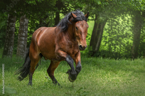 Horse in motion  Portrait of a bay brown south german draft horse gelding running across a pasture in summer outdoors