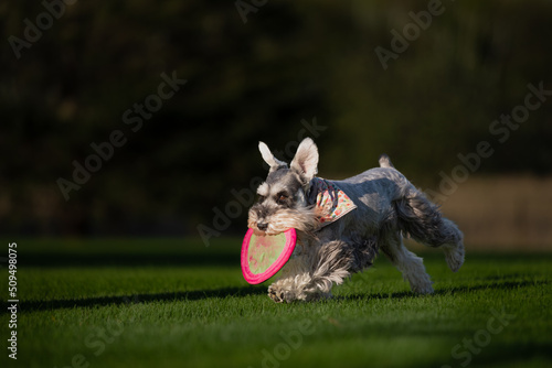 one schnauzer dog runninging in the meadow holding a toy disc for playing. copy space