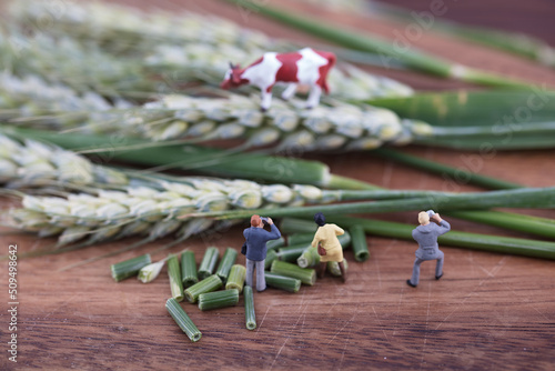 Miniature creative green wheat silage report photo