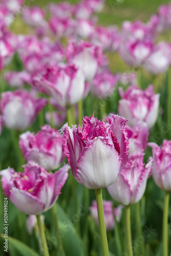 Light and dark pink tulips with fringed edges in a tulip field