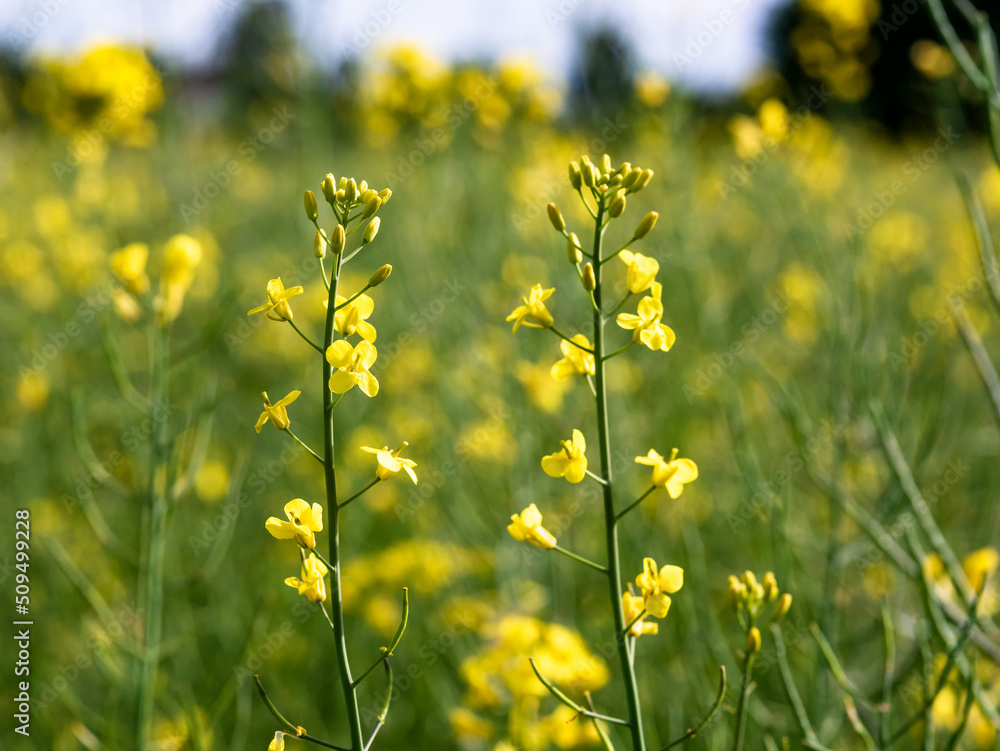 Fototapeta premium Żółty rzepak na polu rzepakowym latem na błękitnym tle