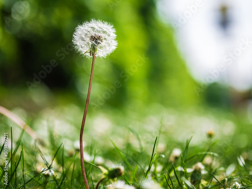 Mały dmuchawiec w trawie na zielonym tle na tle niebieskiego nieba