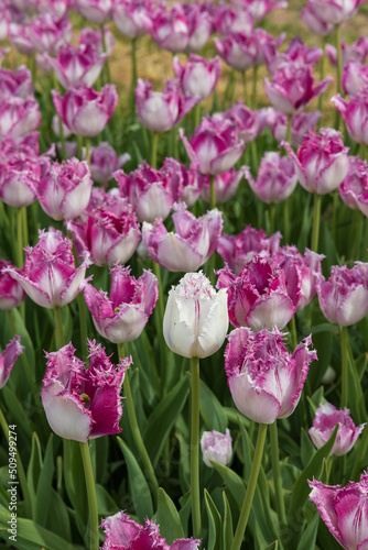 Fototapeta Naklejka Na Ścianę i Meble -  One white tulip among many light and dark pink tulips