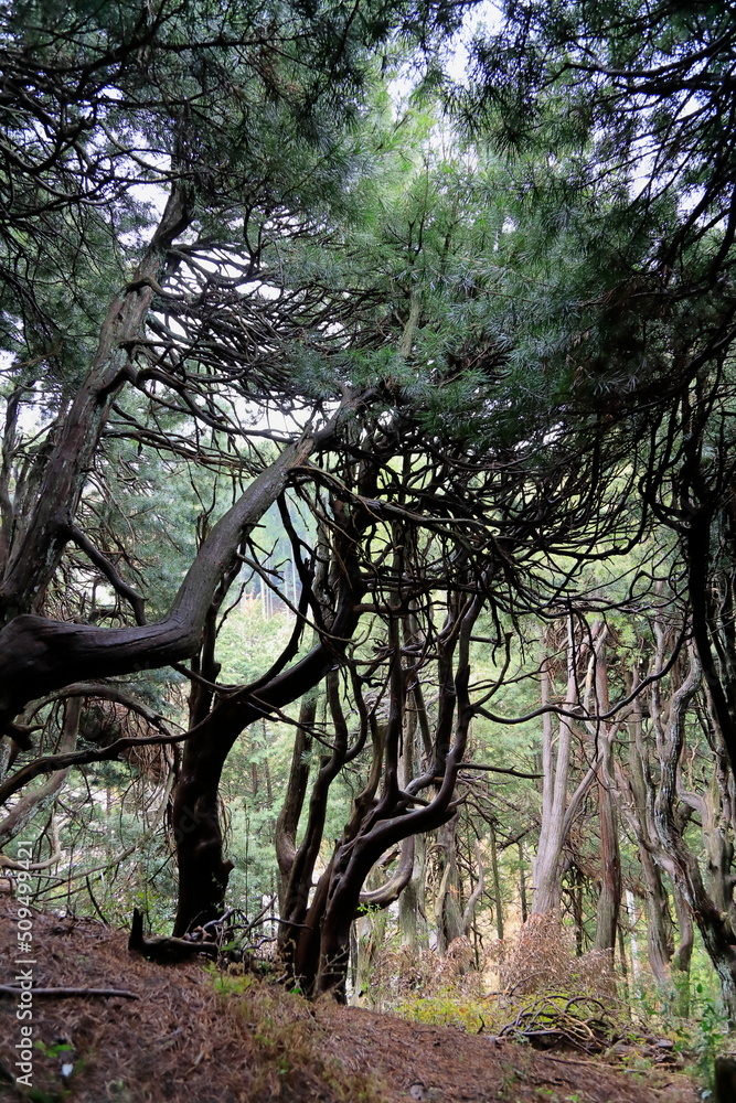 Obraz premium 高野槙