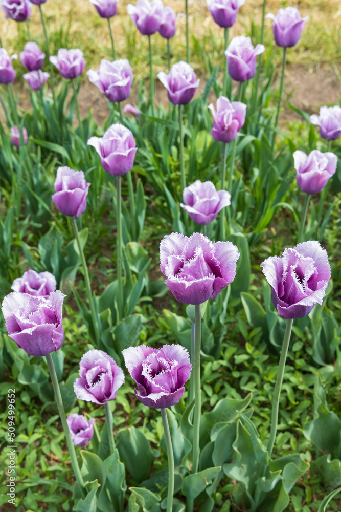 Light and dark purple tulips in a field Light and dark purple tulips in a field