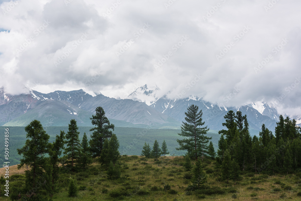 Gloomy alpine landscape with dark green forest with view to large snowy mountain peak in low clouds. Dark atmospheric mountain scenery with coniferous trees on hill and snow mountain top in cloudy sky