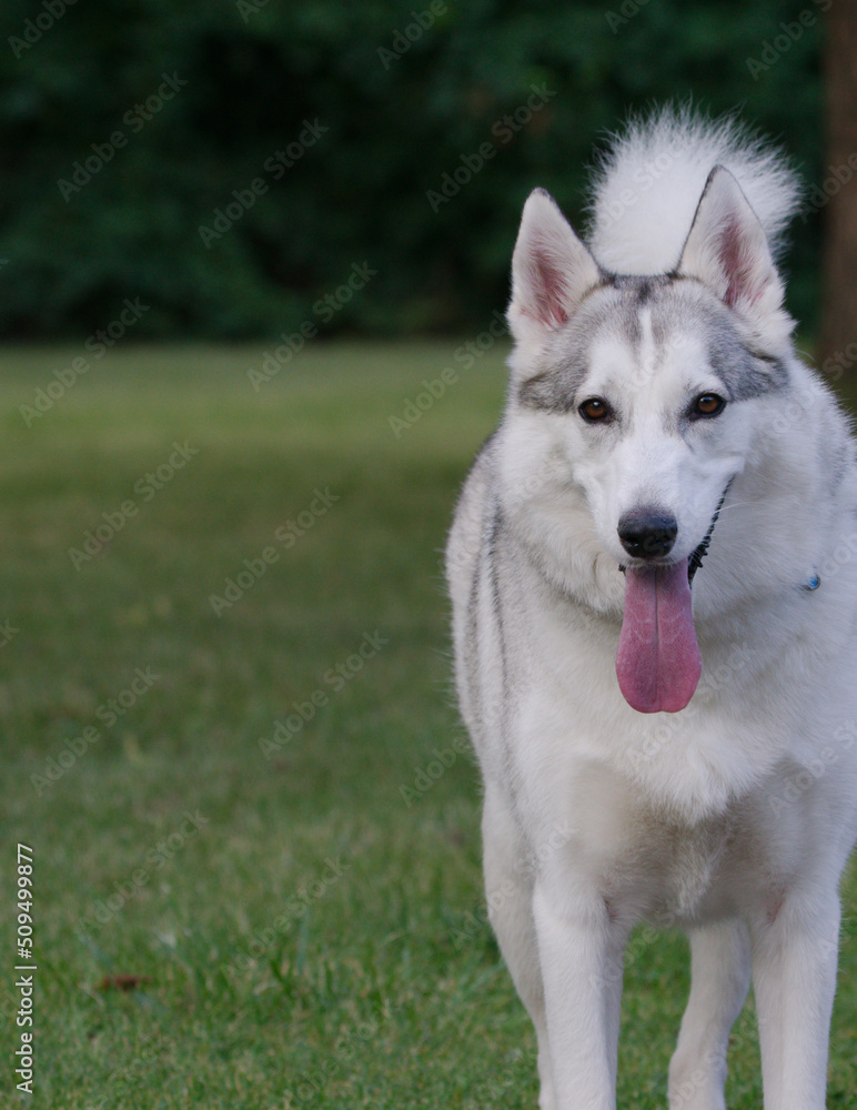 portrait of a husky dog