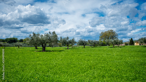 The countryside and its olive trees along the slopes of the hills surrounding Assisi (Umbria Region, Central Italy); UNESCO Site, is world famous as birthplace of St. Francis, Italy's christian Patron