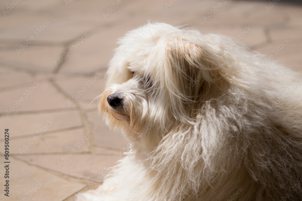 beautiful furry white dog in summer beautiful furry white dog in summer