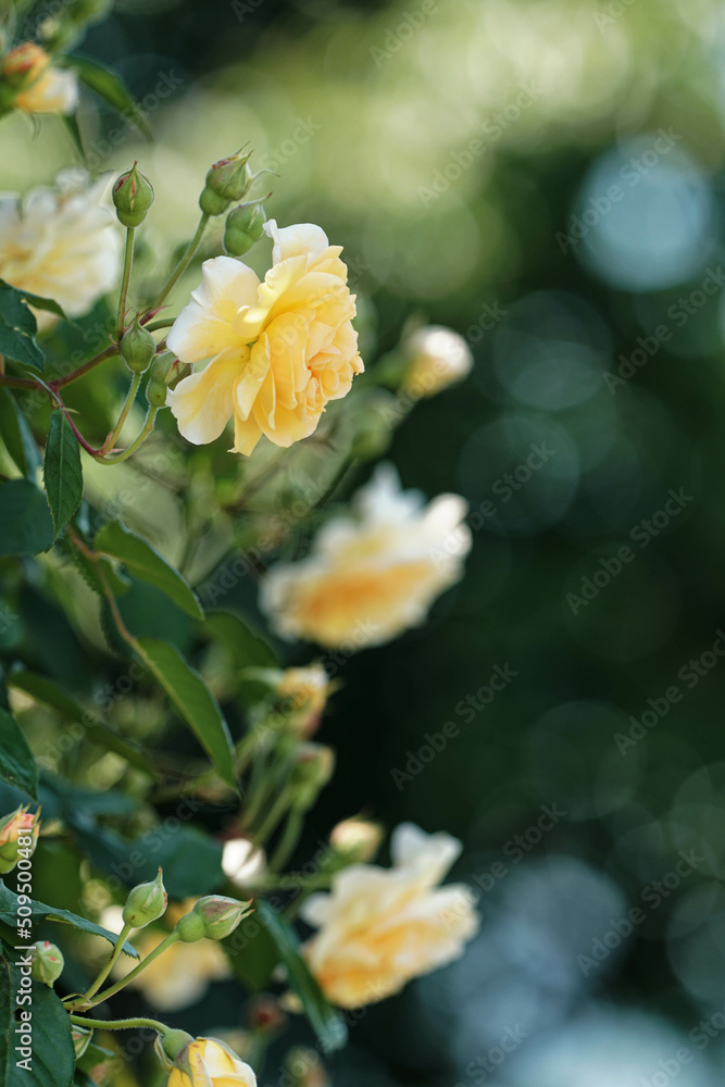 Obraz premium パーゴラに咲くレモンイエローのバラ