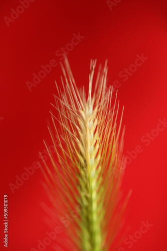 Flower blossom close up hordeum vulgare family poaceae botanical background modern high quality big size prints home decoration