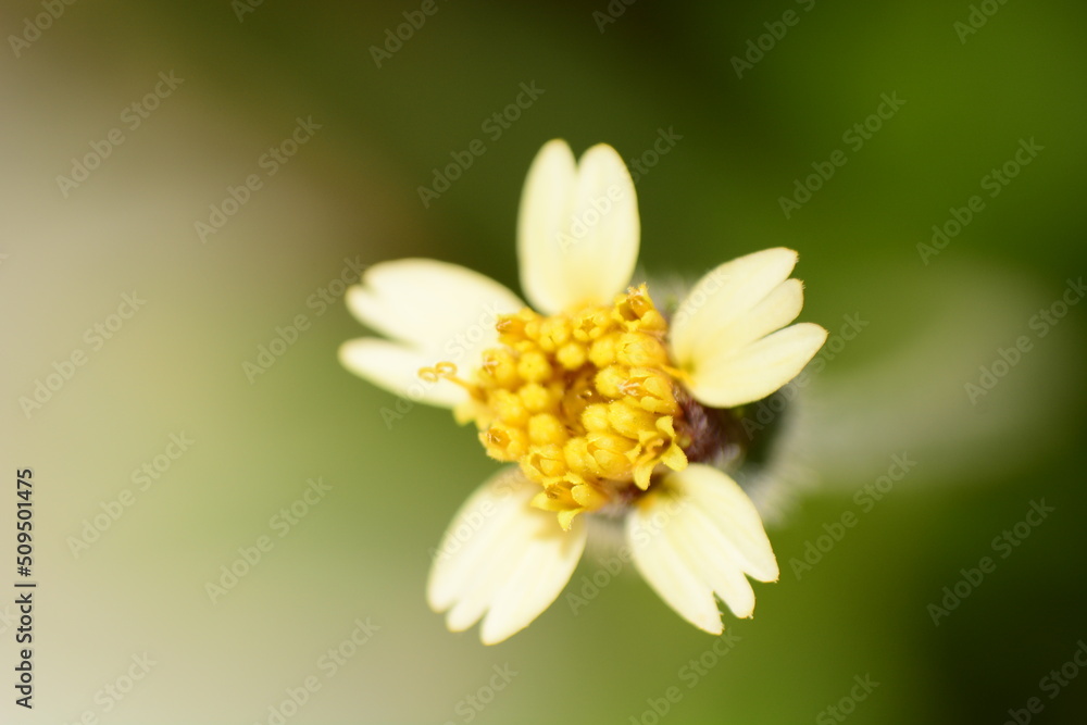 close up of a white flower close up of a white flower