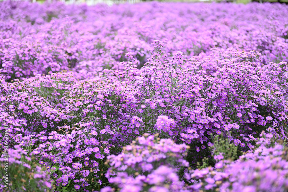 cutter flower field with pink or purple flowers on field nature garden beautiful flower blooming in summer