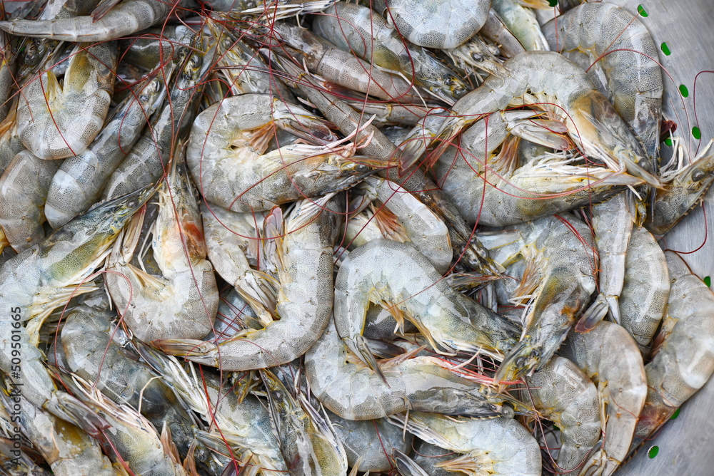 raw shrimps on washing shrimp on bowl shrimps background , fresh shrimp prawns for cooking seafood food in the kitchen raw shrimps on washing shrimp on bowl shrimps background , fresh shrimp prawns for cooking seafood food in the kitchen