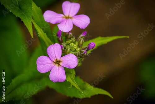 Pink magenta flowers on blurred background with green leaves