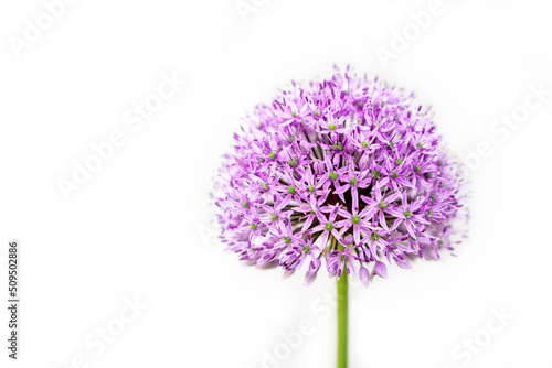 Fototapeta Naklejka Na Ścianę i Meble -  Ornamental Chives, Purple Flower, Summer Beauty, Isolated on White