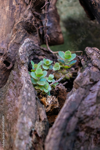 Plantas suculentas en medio de un tronco seco