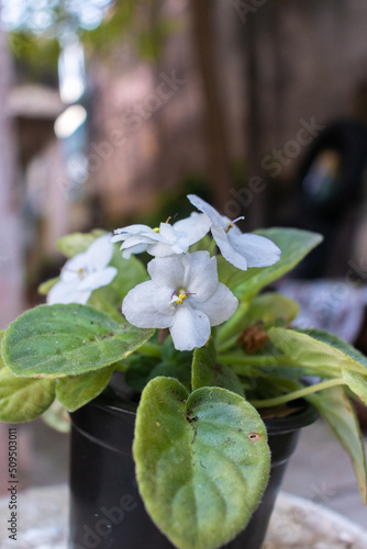 Flor blanca con sus hojas verdes en una macetera