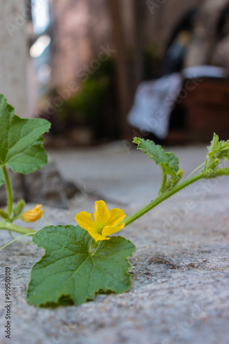Flor de melón en su rama, en el piso con hojas verdes que la acompañan