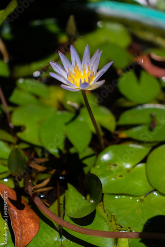 Flor lirio acuático de color lila con amarillo, sobre sus hojas en un estanque