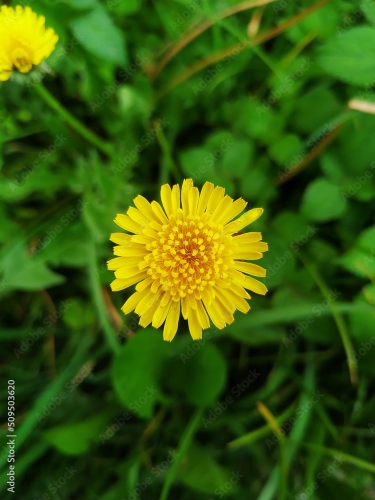 Yellow dandelion flower Yellow dandelion flower