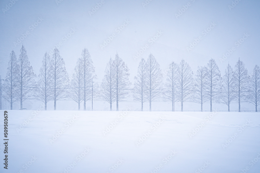 木々と雪景色 / Trees and snowy landscape 木々と雪景色 / Trees and snowy landscape
