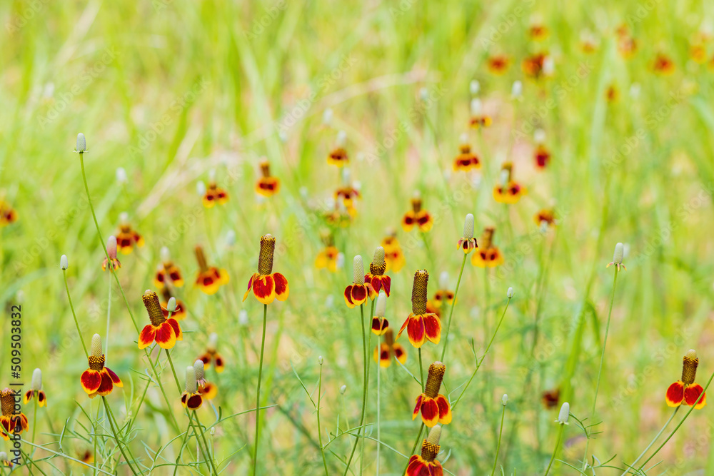 Close up shot of Upright prairie coneflower blossom