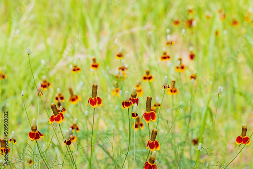Obraz na płótnie Close up shot of Upright prairie coneflower blossom w salonie
