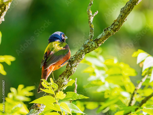 Close up shot of Painted bunting on a tree