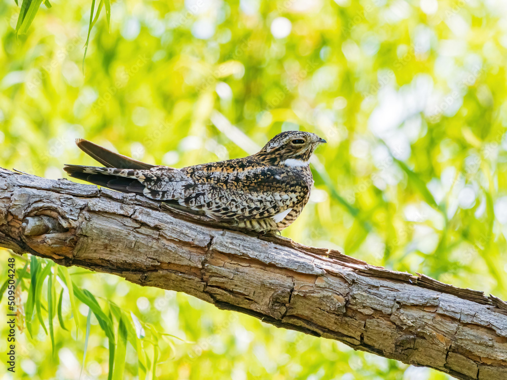 Close up shot of Common nighthawk resting