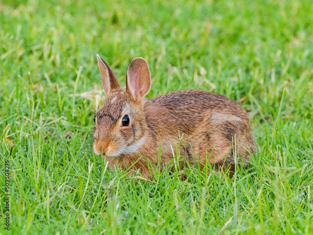 Close up shot of cute baby Cottontail rabbit Close up shot of cute baby Cottontail rabbit