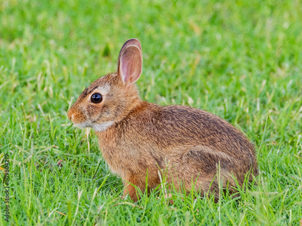 Close up shot of cute baby Cottontail rabbit Close up shot of cute baby Cottontail rabbit