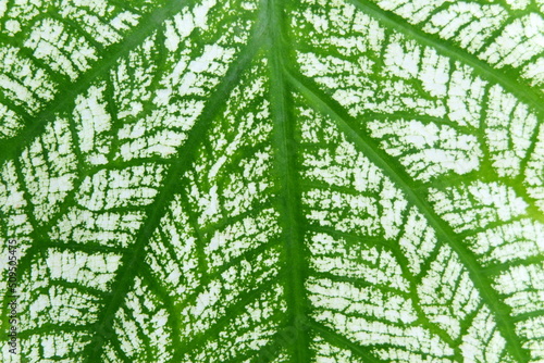 talas leaf photo