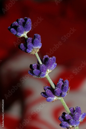 Flower blossom close up lavandula latifolia family lamiaceae botanical background modern high quality big size print home decoration