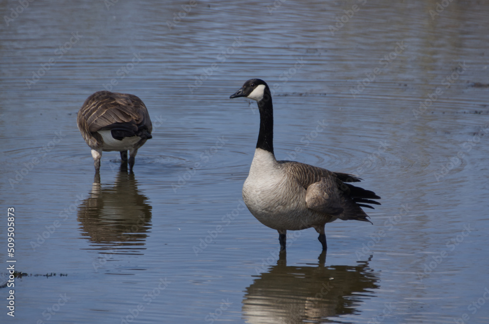 Canada Goose in the Water Canada Goose in the Water