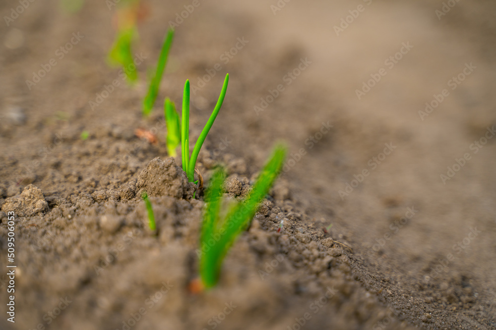Evening garden bed with growing young green onions close-up. Dawn and sunset lighting Evening garden bed with growing young green onions close-up. Dawn and sunset lighting