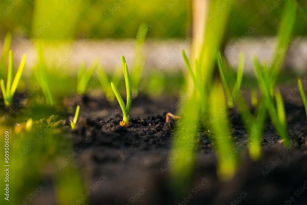 A young green onion grows close-up in a garden bed at sunrise. Gentle sunset lighting. Blurred background A young green onion grows close-up in a garden bed at sunrise. Gentle sunset lighting. Blurred background