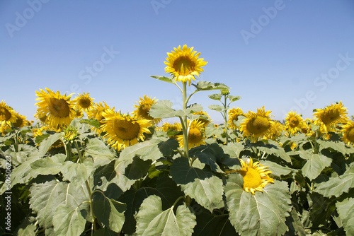 field of sunflowers