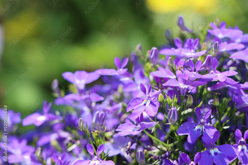 Obraz premium Beautiful Purple Flower, Lobelia in the Garden